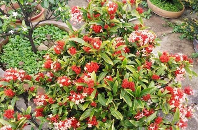 这种“漂亮”的花卉,适合养阳台,家里栽2盆,长得旺、花开多