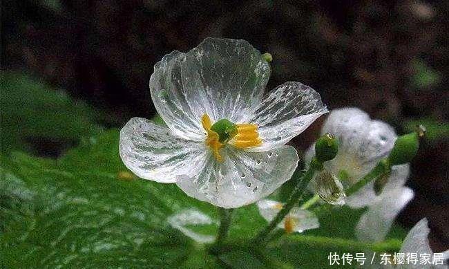 这花雨水变透明,稀有又珍贵,一般生长在野外,小巧可爱真漂亮
