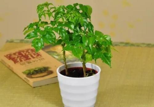 客厅4种树，冬剪枝条插土里，20天冒白根，能多出10盆