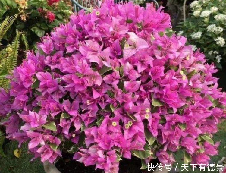 几款花卉便宜又好养,花开爆盆,枝头窜满花苞