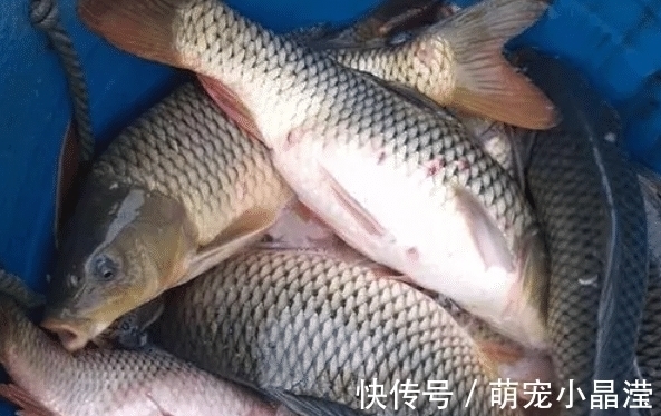 ep这5种鱼没营养,对人体有害,早被拉入“黑名单”,但很多人爱吃