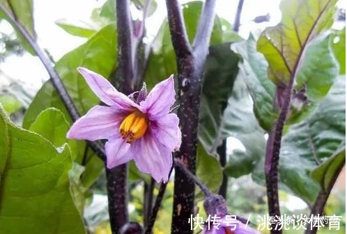 茄子根|一颗小茄子,养生大功效!茄子的13个顶级妙用,13种疾病皆可治!