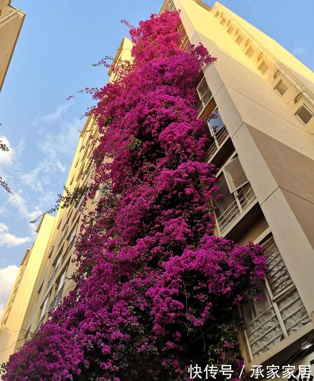 太阳花|5种漂亮花,一年能开200天,越热开的越猛,花朵蕾蕾满阳台