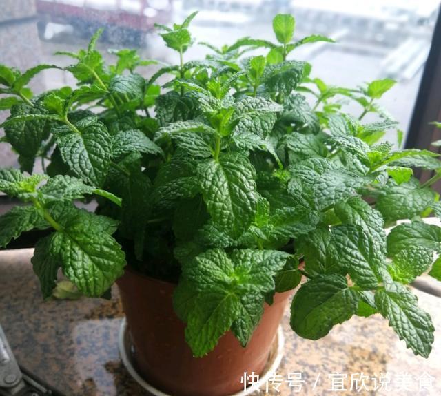 养生|薄荷这样养，叶片颜色深，长势旺，摘片叶“解毒败火”，养生必备