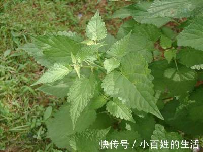 野草|农村一种芳香野草,是民间治病良药,治疗口臭有奇效