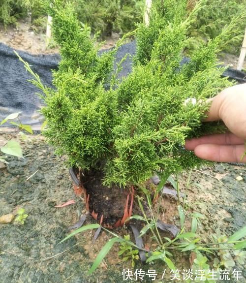 花儿|家中无法养这三类绿植,白送都不要,危害很大不建议养