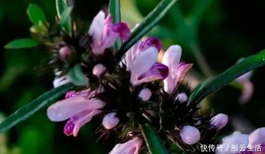 益母草|农村一种野草女人的“吉祥草”,茎叶能吃好处多,一斤能卖60元!