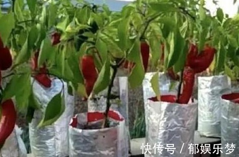 湿润|养花不如用塑料袋种辣椒，简单方便又高产100斤，能吃还能卖