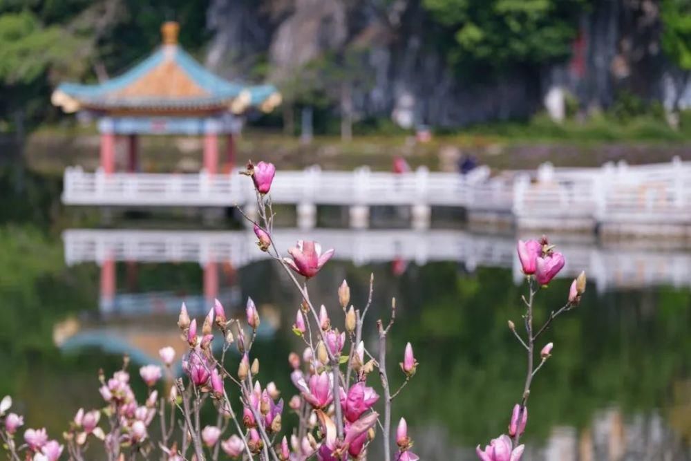 知识|七星岩玉堂春、宫粉紫荆踏春而至，美出新高度！