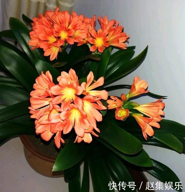 根系|春夏秋冬养君子兰,浇水各不相同,“诀窍”在手,开花成“群”