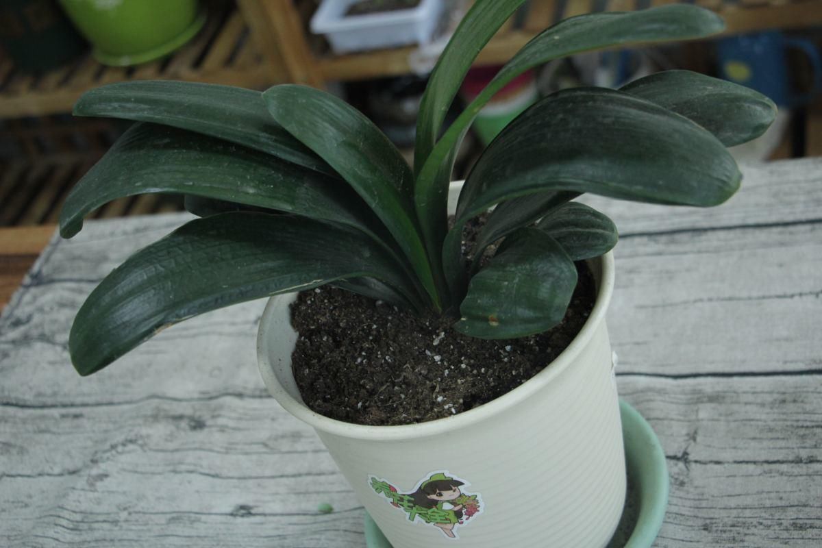 君子兰不开花?那是你没注意这几点,不然花朵开爆盆