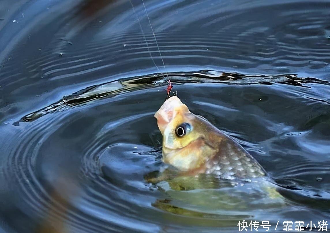 小鱼|你不知道的用酒米打窝诱鱼技巧!小鱼不闹窝,大鱼全上钩