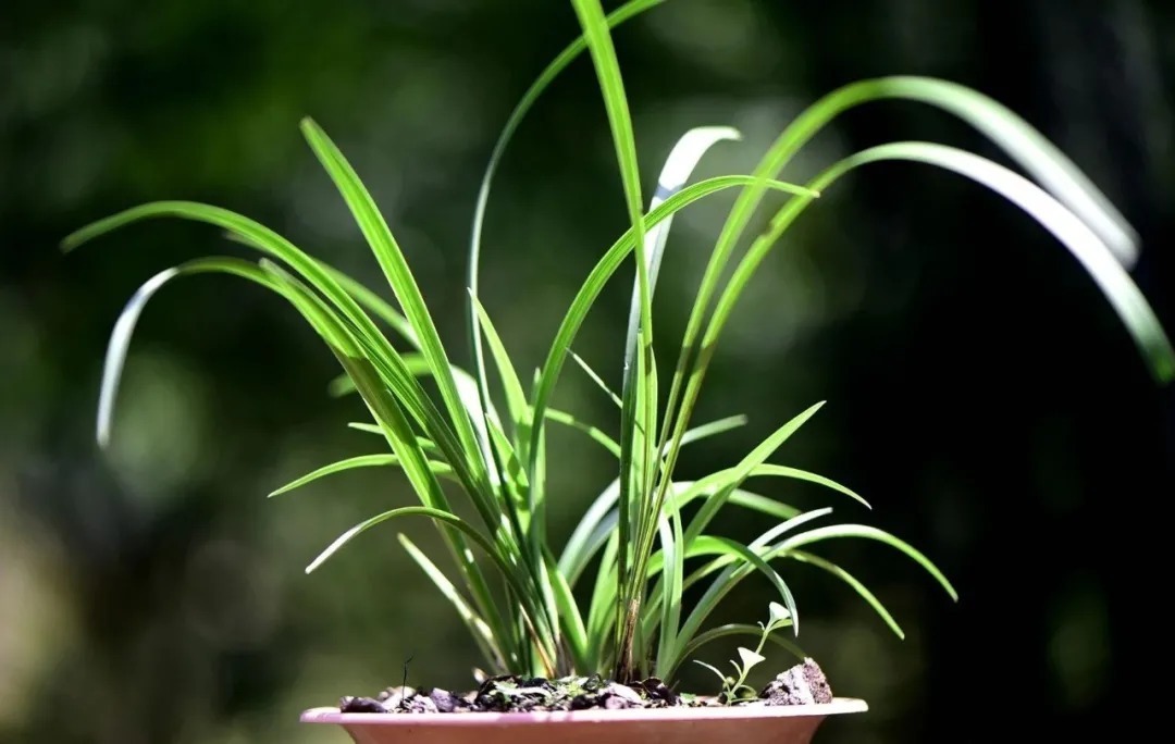 矿泉水|夏天兰花不好养?这4个坑不要再踩了,新手兰友都做过