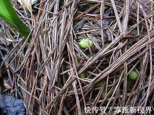 仙客来|路边大树下，有养花万能土，用来养文竹，一年窜一米，长成巨无霸