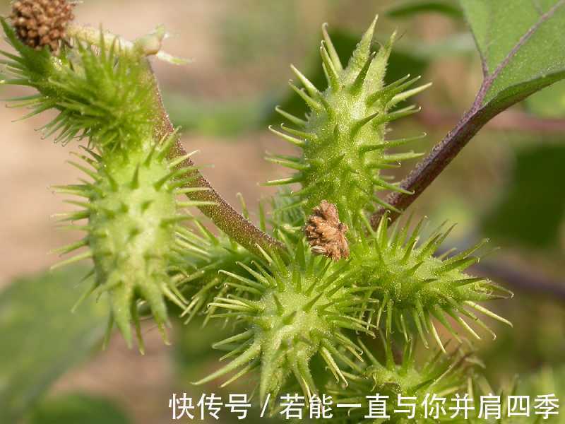 药食兼用|在农村经常被黏上的植物,令人讨厌,却是药食兼用,作用很大
