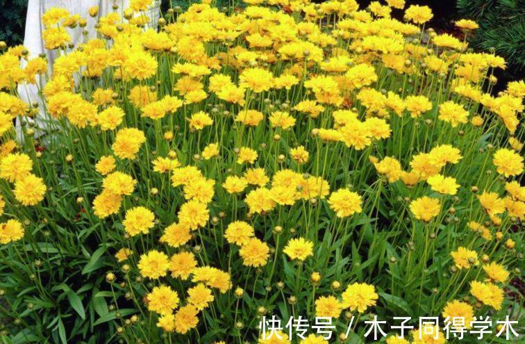 夏日|夏日贪凉，喝冷饮不如养盆花中隐士菊花，心静自然凉