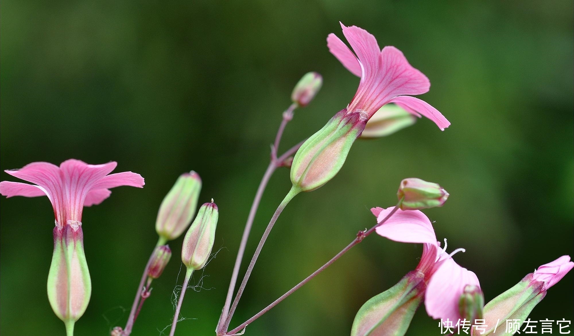 这种植物很传奇，花像瓶子，人称“王不留”，