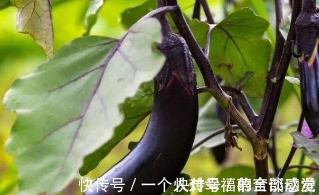 食物|茄子属于高血脂的“发物”吗？医生：预防高血脂，这3物尽量少吃