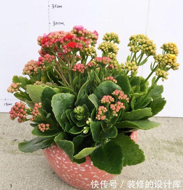 叶片|4种漂亮花，适合“穷养”，用小盆多晒晒，长得更好看