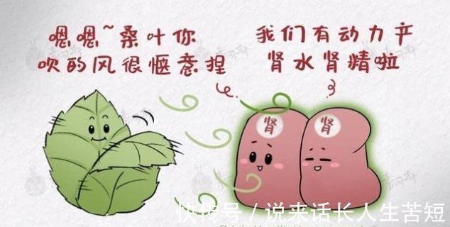 阳亢|一味桑叶补骨髓,止盗汗,清肝明目润肺止咳就看你会不会用