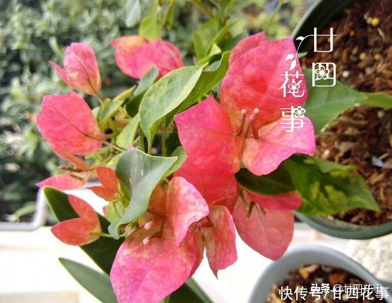 开春后养三角梅，记住4句“口诀”，根系养得好，花朵开得勤