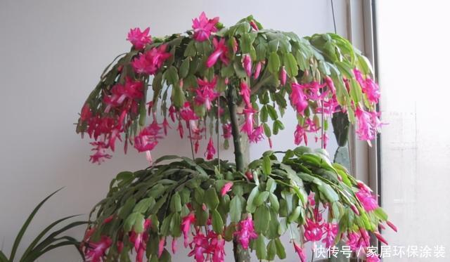 开花|蟹爪兰迟迟不肯开花,遇到这种情况,这几点需要格外注意