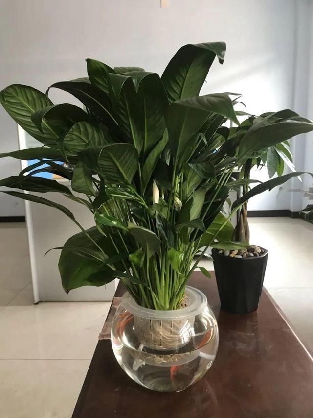 4种花最喜欢水，夏天养在“水缸”里，30天长爆盆、还开花