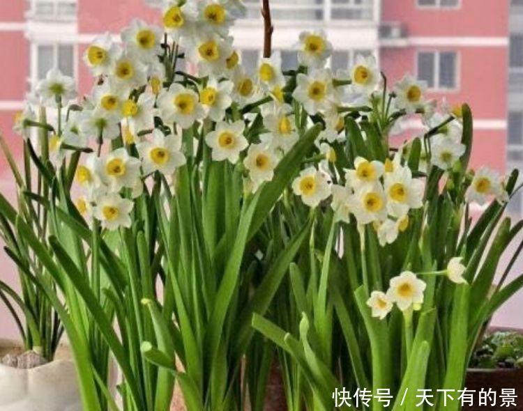 3种“吉祥花”养家里,家庭越来越兴旺,旺夫旺子,幸福满满