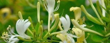 消肿化瘀|痔疮的天然“克星”，每天吃两口，消肿化瘀，赶走老痔疮！