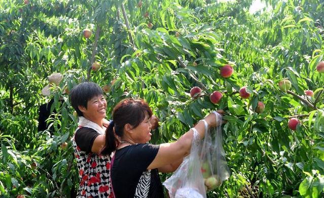 上火|农村种水果正值旺季，古人称是“肺之果”，5月不吃太可惜了