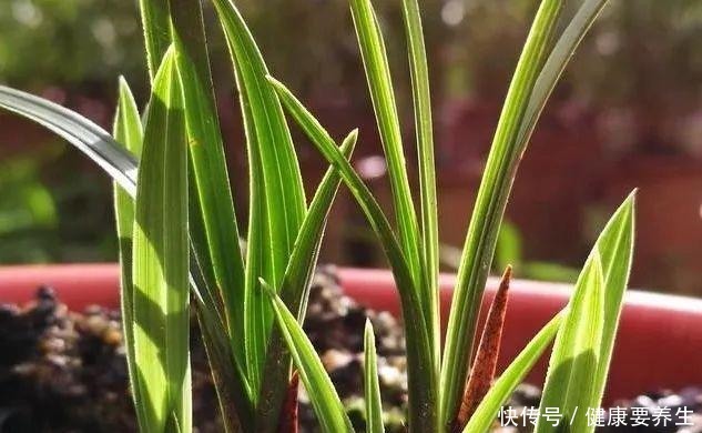 兰花新芽最怕什么兰友就是这四害！