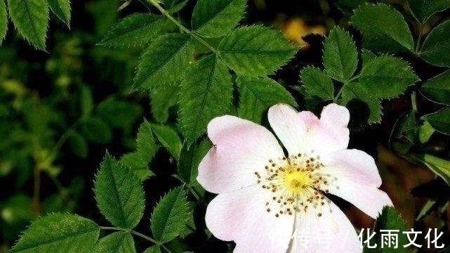 良缘|未来一周，月老牵红线，桃花朵朵开，偶遇良缘喜脱单的四大生肖