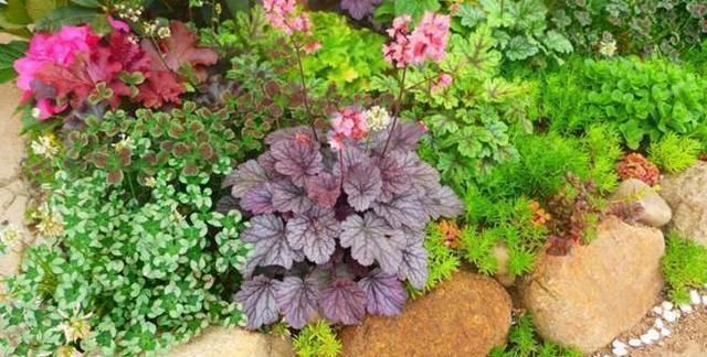 夏天|这3种花,冬天不怕冷,夏天不怕热,一年四季有花看!