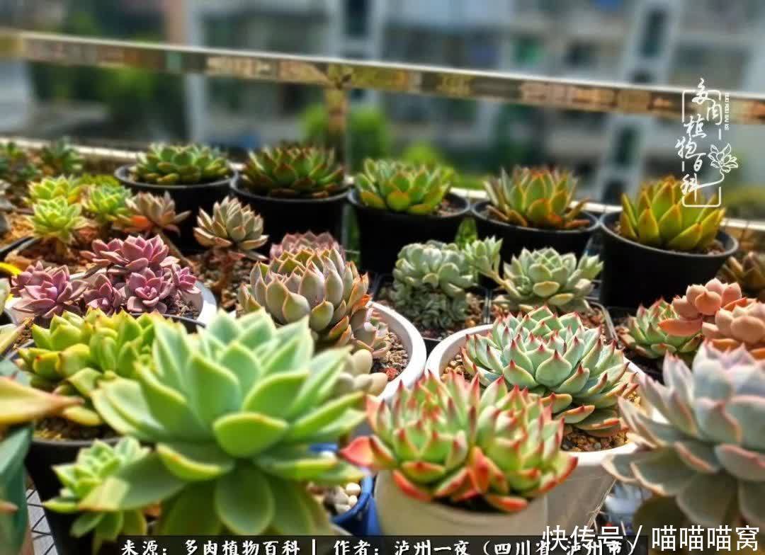 今日阳光正好怎能浪费?多肉美照拍拍拍!