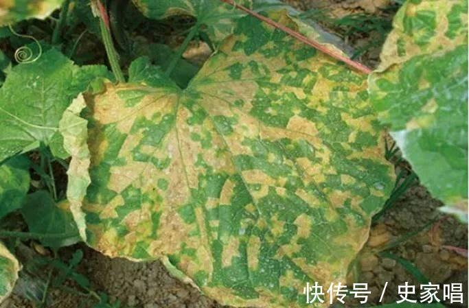 养花|养花,想让植物健康生长,应该控制温度和防止细菌繁殖