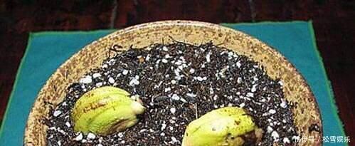 果子|两种水果，吃完籽儿留下，撒盆里，一年长成小盆栽，果子结满了