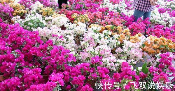 养花|养护三角梅,用“巧劲”,选对了土壤,能省“十年”养花功