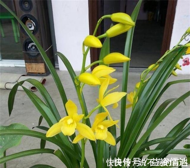 苗势|兰花长不好,把这2水果壳塞盆里,根系又多又白,苗势很旺!