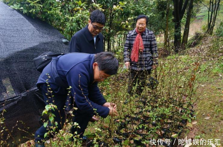 全球最珍贵的一棵树，被誉为“地球独子”，生长在浙江普陀山