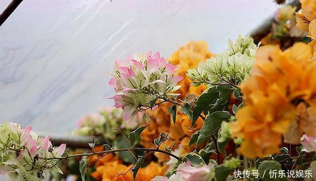 三角梅不开花,简单“4步”操作,30天变“花树”