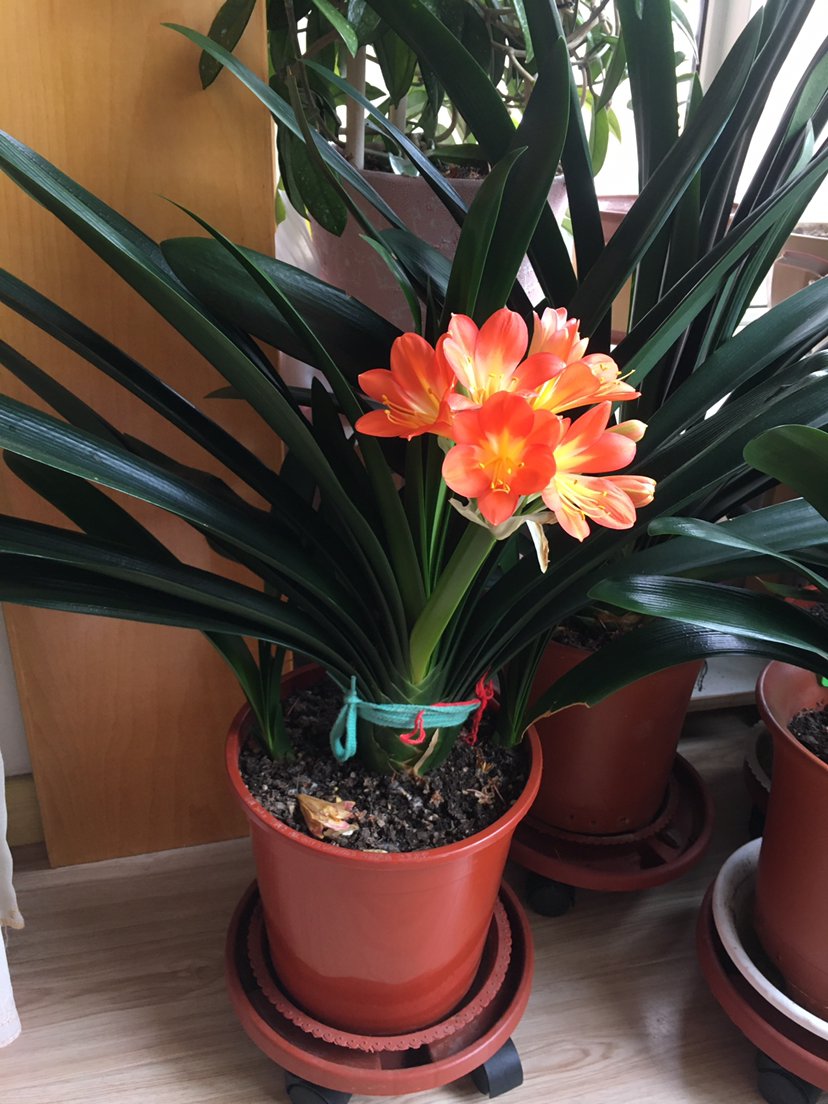 长寿花|8种花是“旱鸭子”，水一多就容易烂，不浇水反而壮得像萝卜