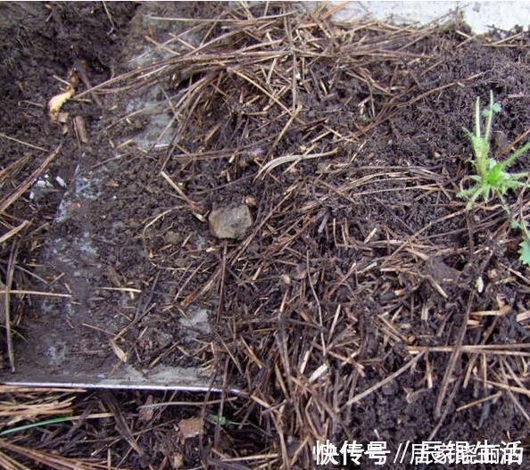 君子兰用这个土来养,根系肥壮,叶子又厚又亮,花开的越来越多