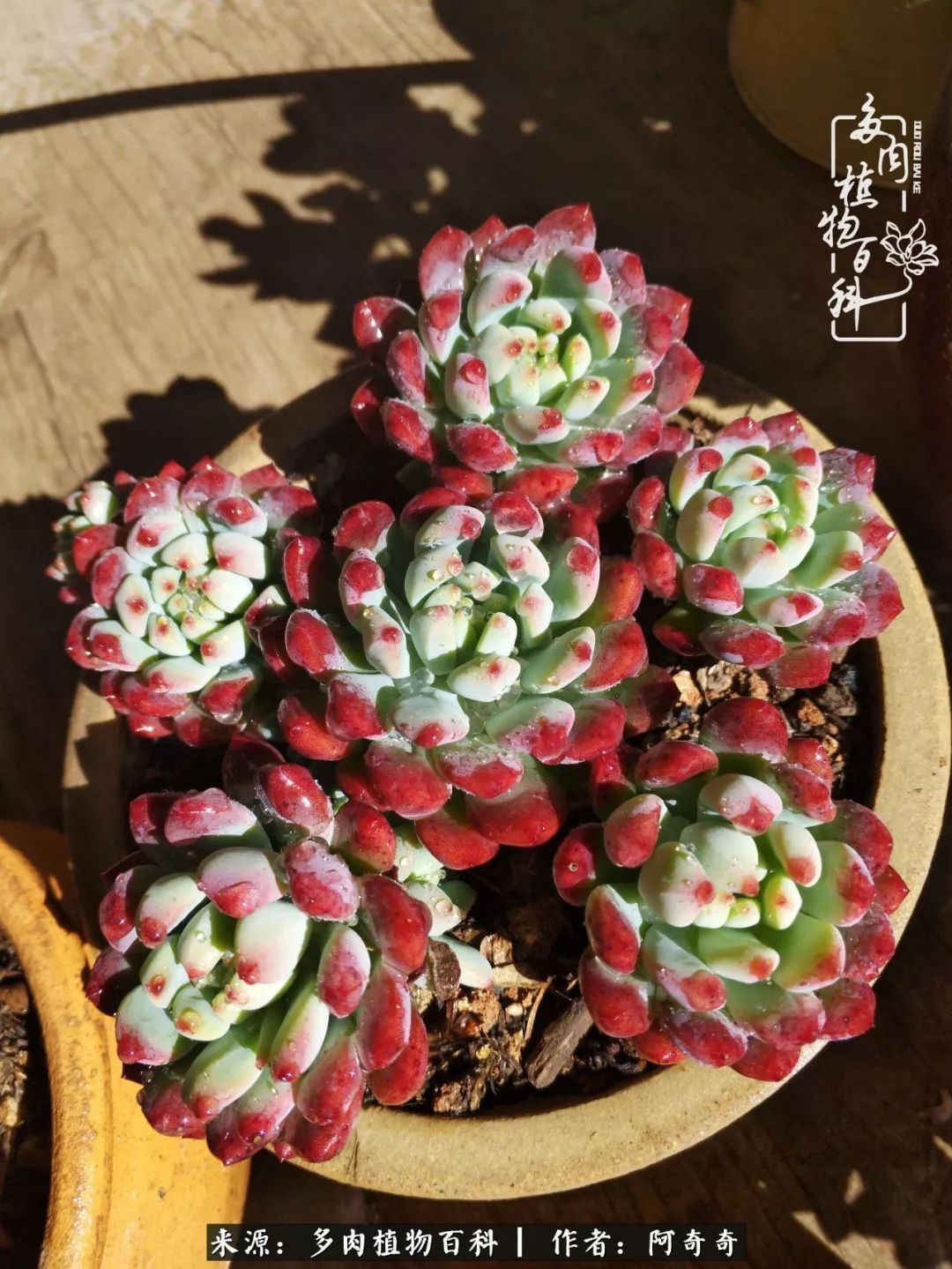 静心养多肉，只是为了在成人的世界里随波不逐流！