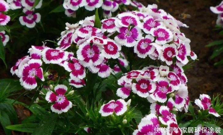 阳台想要变成“花海洋”,养5种花,不仅价格低,而且好养活