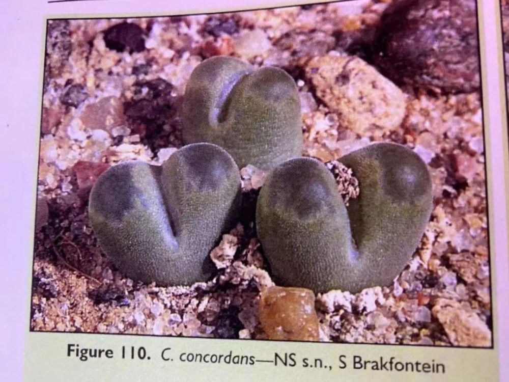  磁铁|磁铁风铃Conophytum Concordans