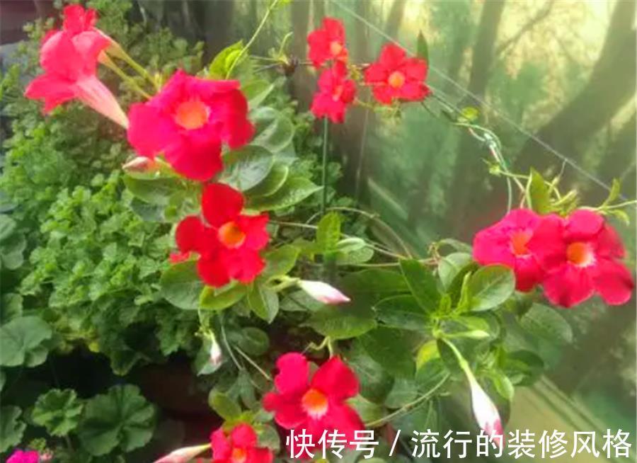 光照|8月专属开花机器飘香藤，学会5个小技巧，开花数百朵，香气迷人