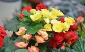 大神|“此花”不是大神“不敢”碰,浇水就烂根、叶,新手这谁养得活