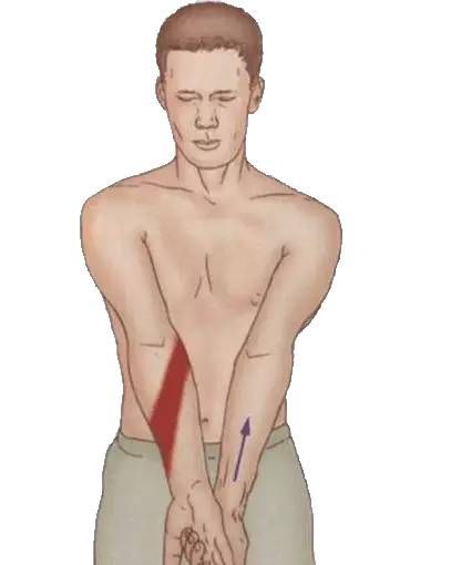 腹外斜肌|你要的拉筋，都在这里！