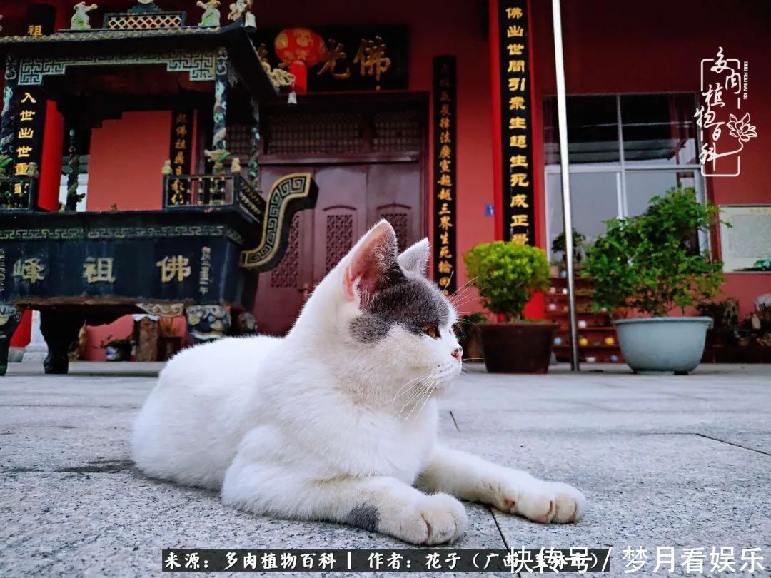 为了爱情|为了爱情来到陌生城市,偶遇多肉,地老天荒的爱恋!