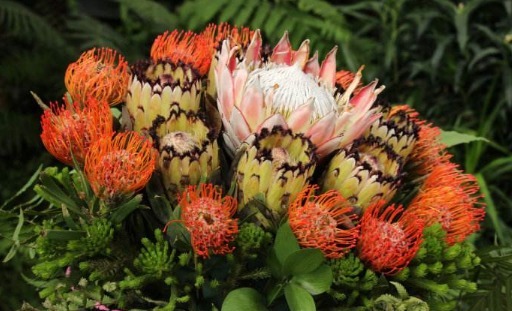 养盆高贵优雅的帝王花，养护注意以下3点，开花不断，观赏性很高